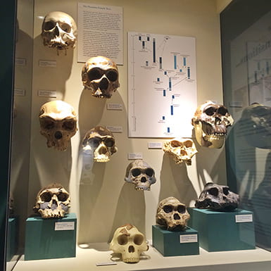Skulls in a museum case