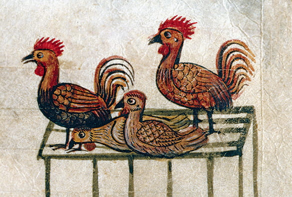 medieval drawing of three chickens on top of a chicken coop