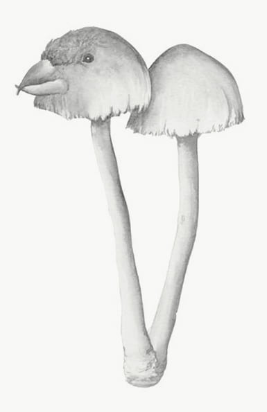 Drawing of two mushrooms, one with a bird head instead of the mushroom top