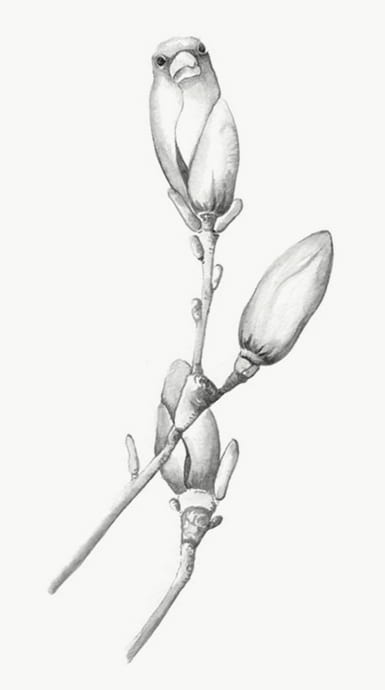 Drawing of leaf buds, one with a bird emerging