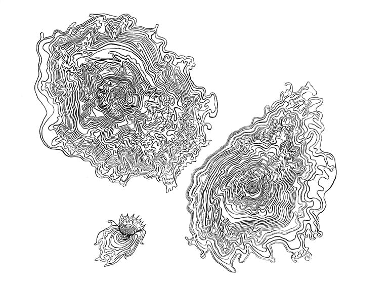 Line drawing of cellular organisms