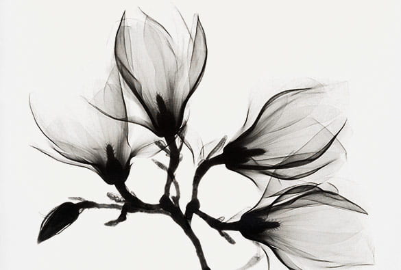 black and white x-ray photo of flowers