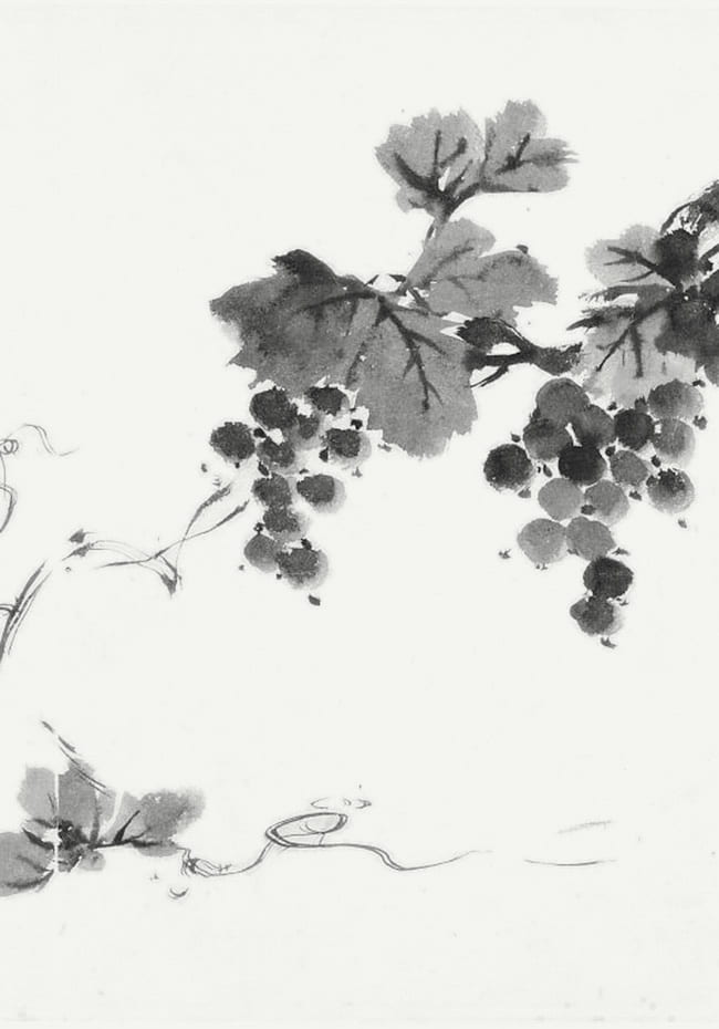 ink wash drawing of grape vines