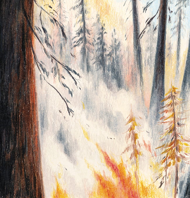 Illustration of a burning forest