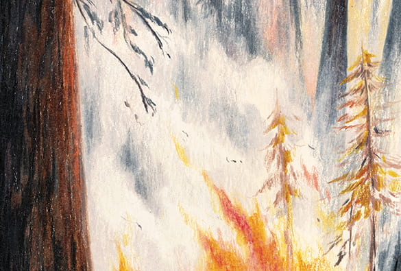 Illustrator of a burning forest