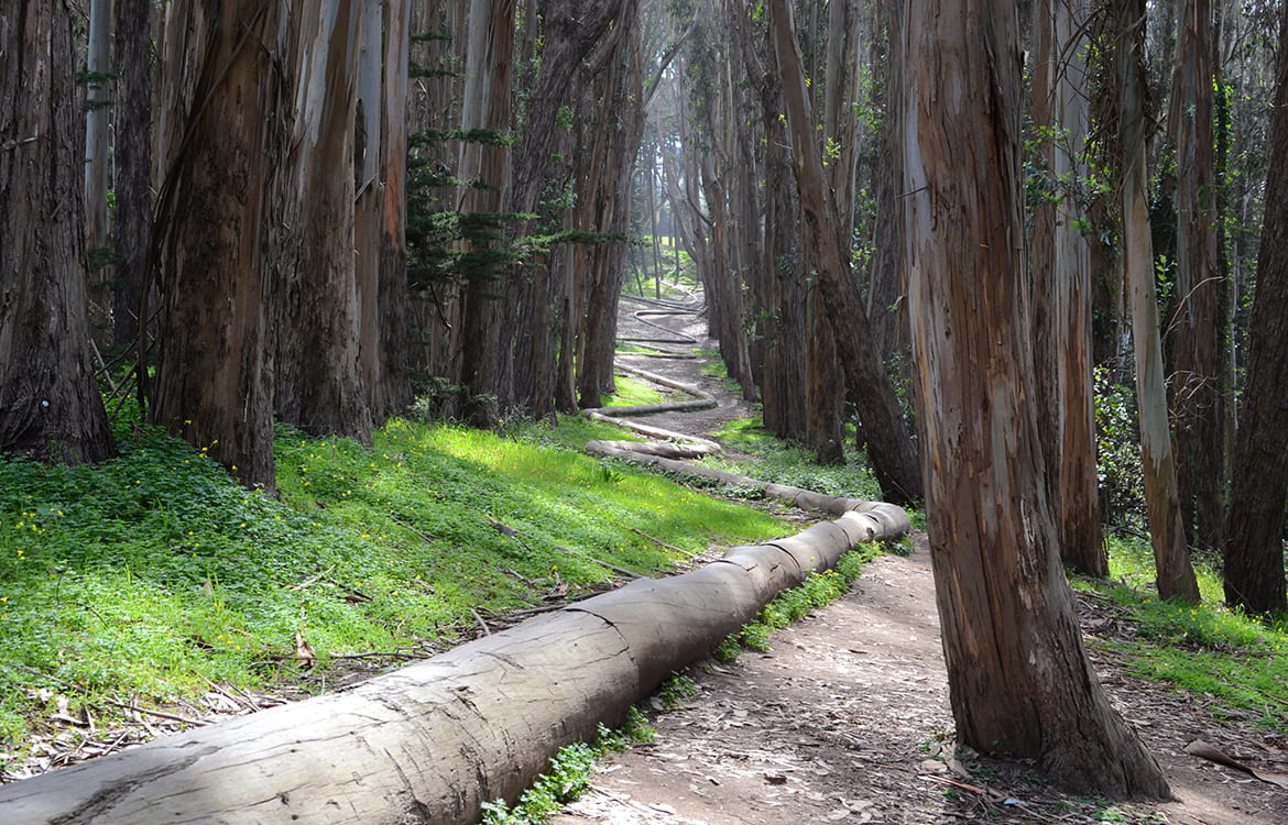 Photo of logs lining a path through the woods