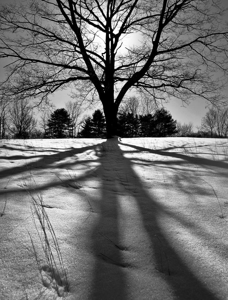 Photo of a tree and its shadow on snow