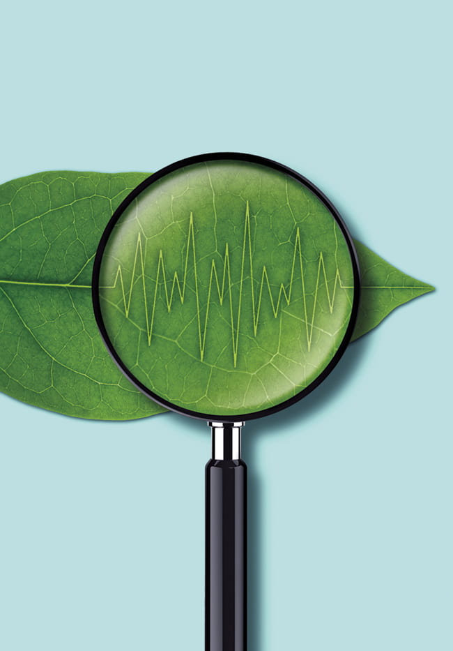 Illustration of magnifying glass over a leaf showing the leaf veins as a line of sound waves