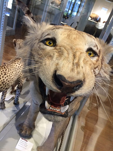 Taxidermied Bengal tiger posed snarling