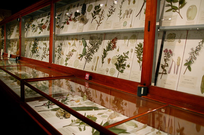 Glass flower replicas in their display cases