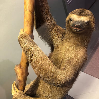 Taxidermied sloth
