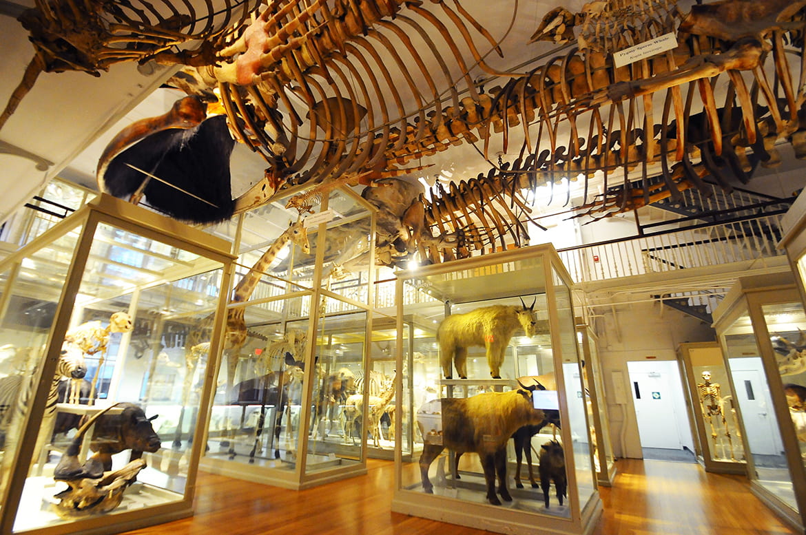 Photo of museum exhibit hall filled with preserved animals in glass cases