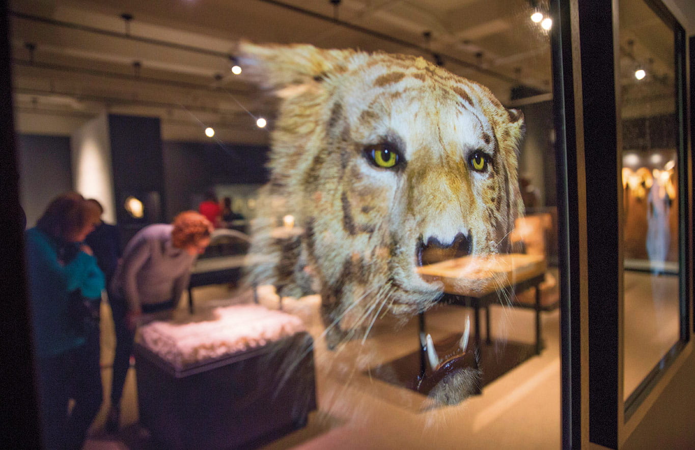 Photo of a museum exhibit reflected in the image of a tiger