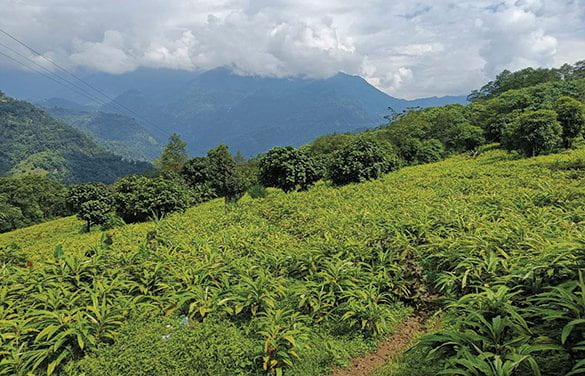 Caring for the Warming Valley of Abundance in West Sikkim, India