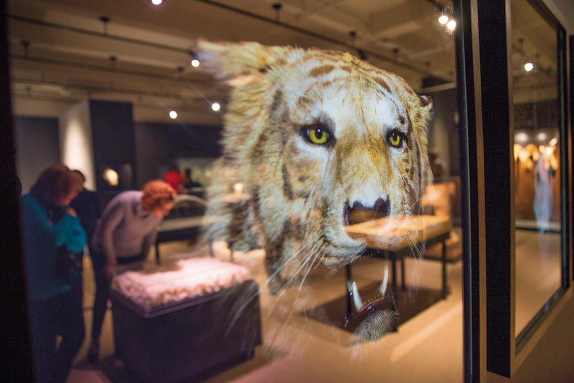 Photo of a museum exhibit reflected in the glass of a framed image of a tiger's face.