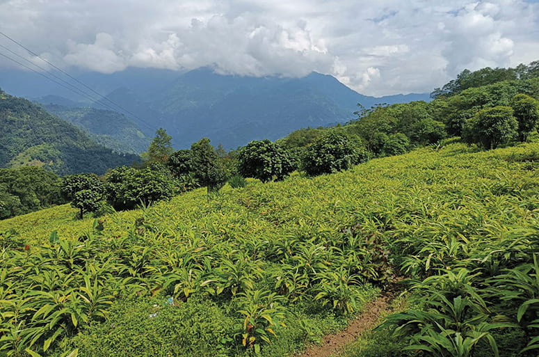 Cardamom field in a mountain landscape