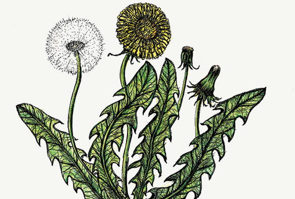 Drawing of a Dandelion