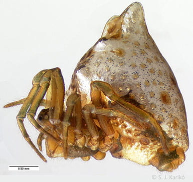 Close-up photo of the profile of a curled up female spider
