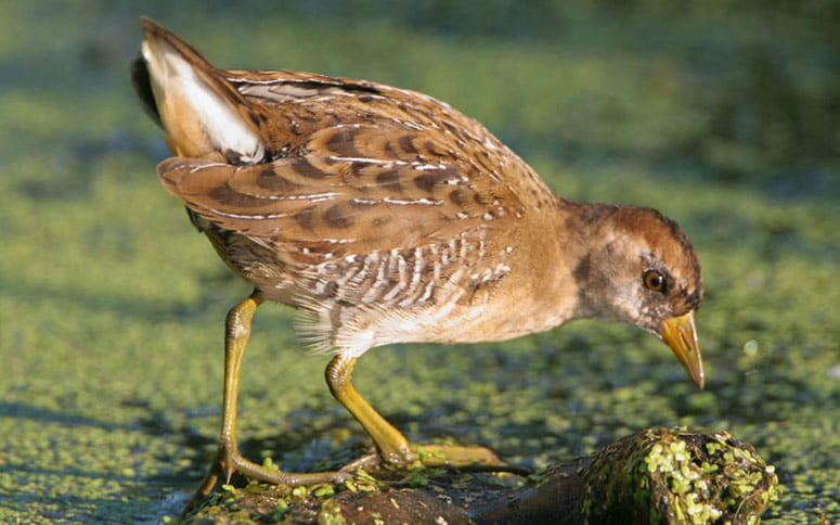 Bird wading through water to eat small plants