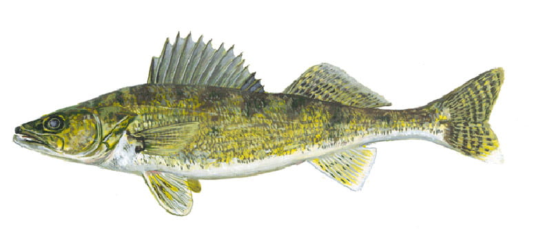 Illustration of a walleye fish