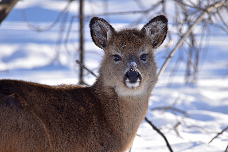 Winter photo of fluffy young deer looking at the camera