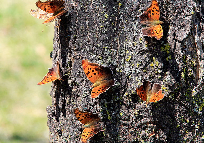 Butterflies on the side of a tree trunk
