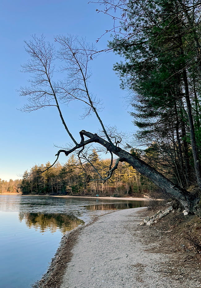Tree growing out over the shoreline of Walden Pond